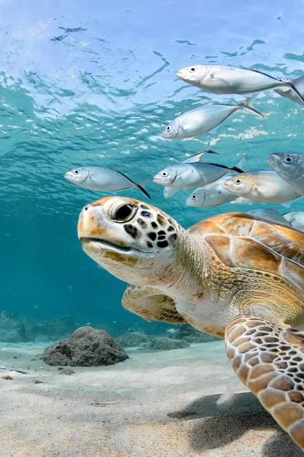 turtles on koh lipe